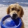 Bornholm mit Hund: Die besten Tipps
